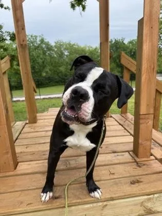 An adult extra large-sized male Black Pit Bull Terrier dog named Balboa for adoption in Kansas City, MO