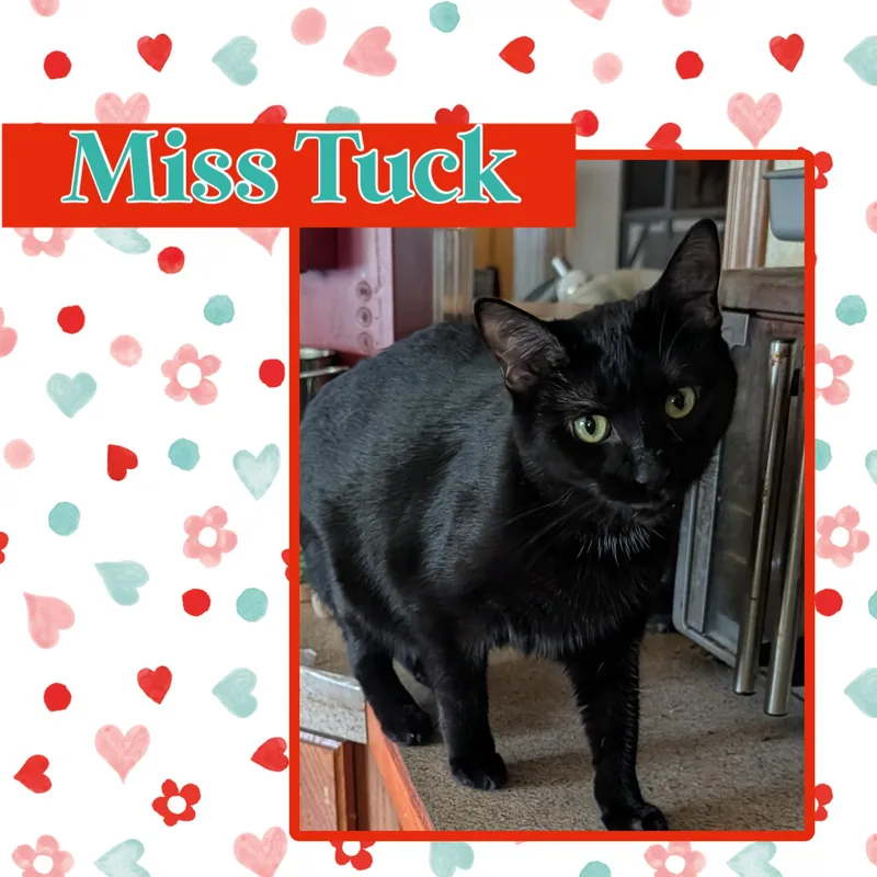 Tuck