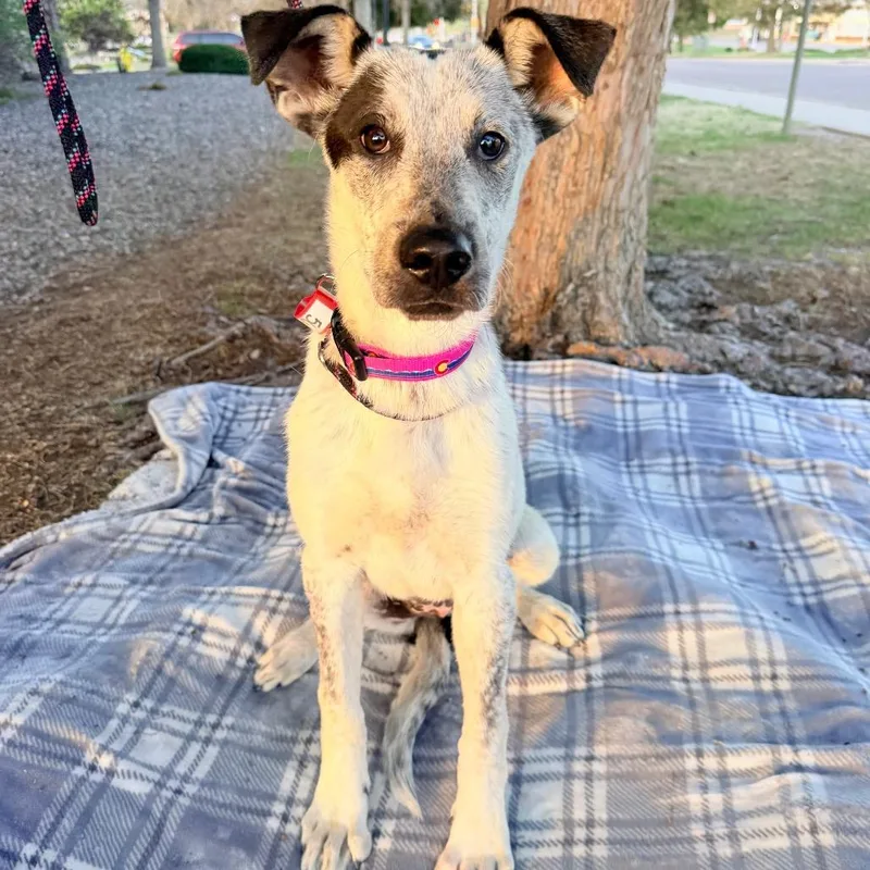 A baby medium-sized female Australian Cattle Dog / Blue Heeler dog named Mazie for adoption in Parker, CO