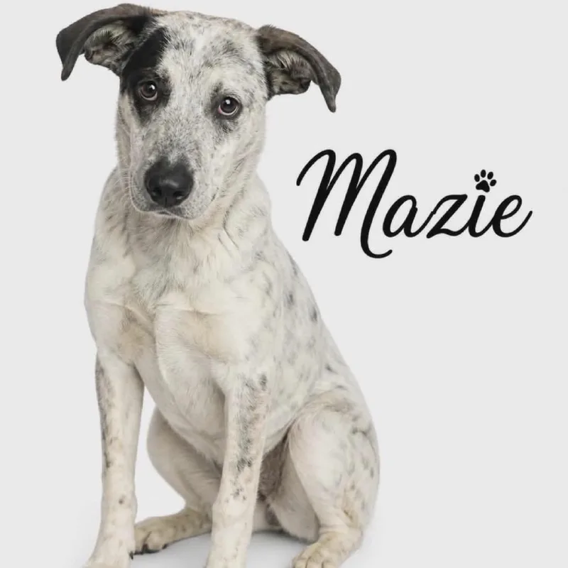 Mazie thumbnail 2