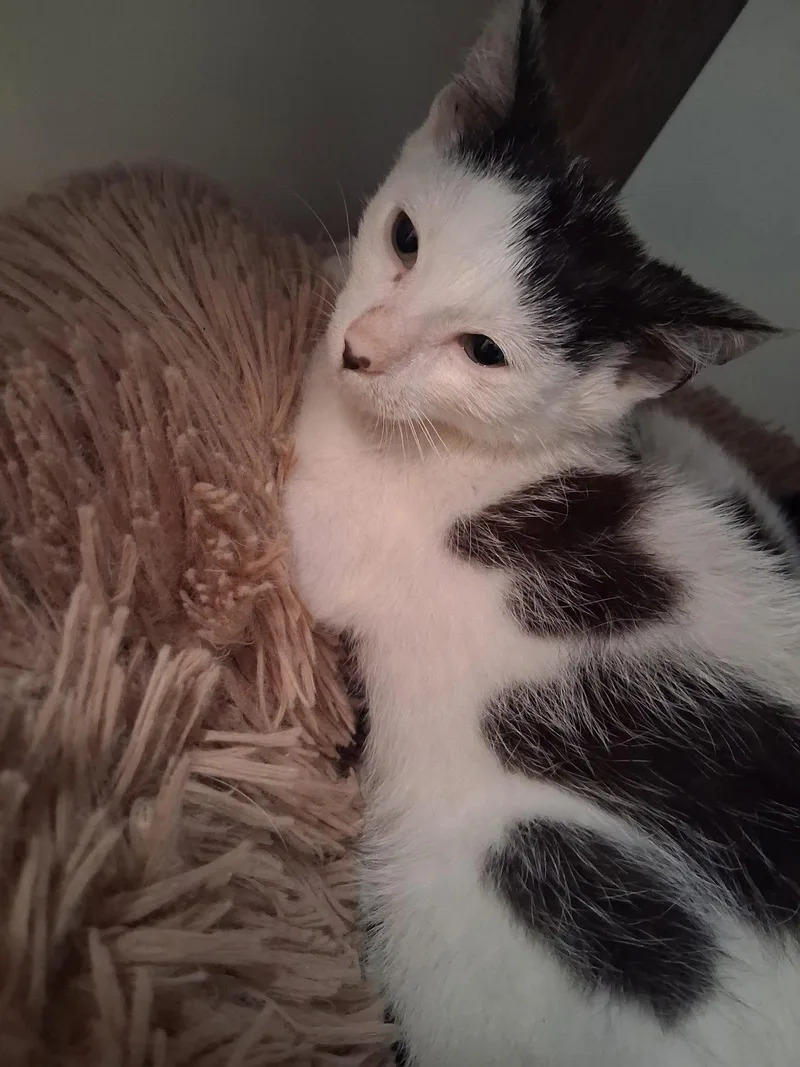 A baby medium-sized male Domestic Short Hair cat named PlayStation for adoption in Trenton, NJ