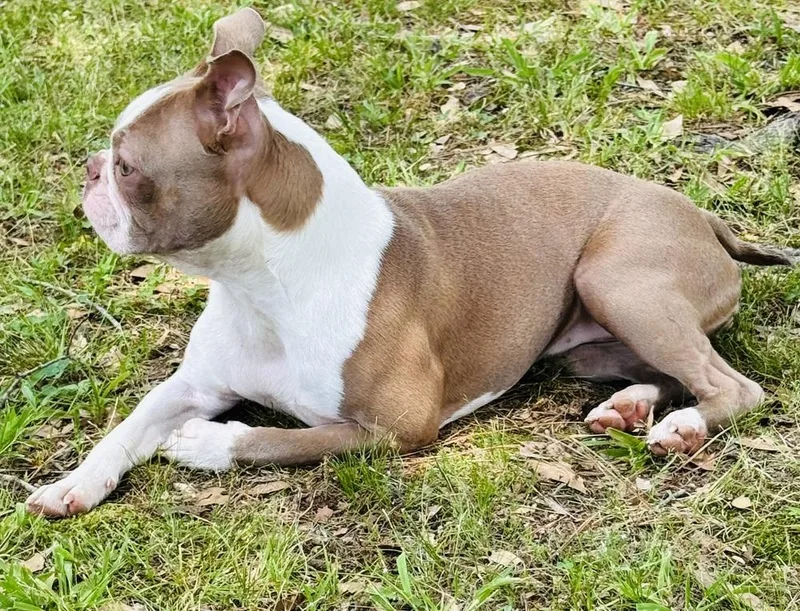 A young small-sized female Tricolor (Brown, Black, & White) Boston Terrier dog named Blossom for adoption in Jackson, TN