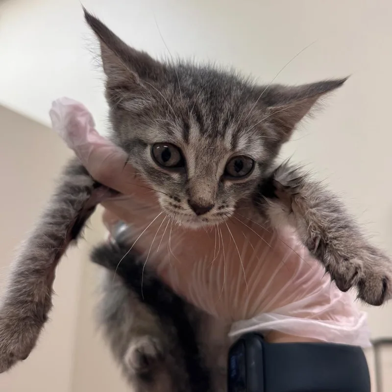 A baby small-sized female Gray / Blue / Silver Domestic Short Hair cat named Aye Bay Bay for adoption in Lynchburg, VA