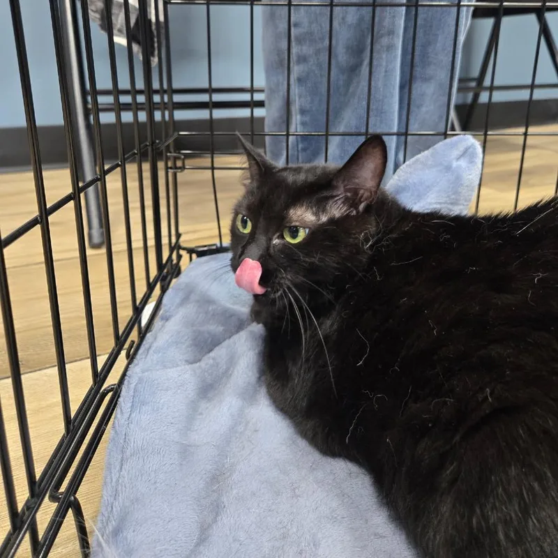 An adult large-sized female Black Domestic Short Hair cat named Baby for adoption in Newark, NJ