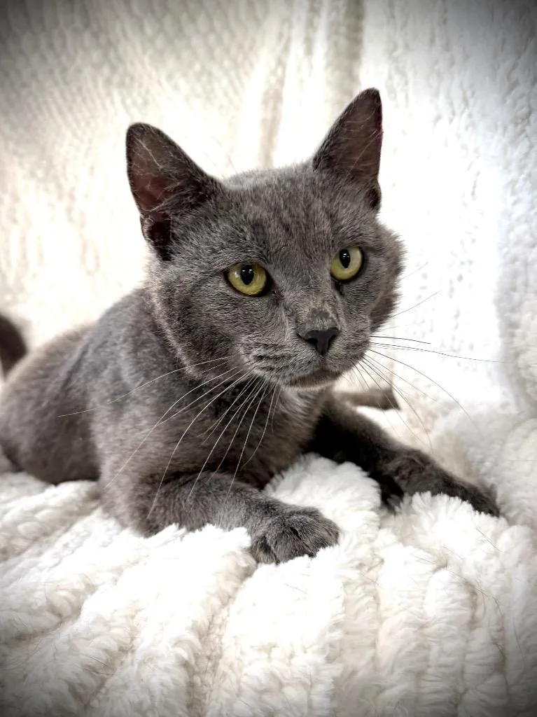 A baby large-sized male Domestic Short Hair cat named Shay for adoption in New Manchester, WV