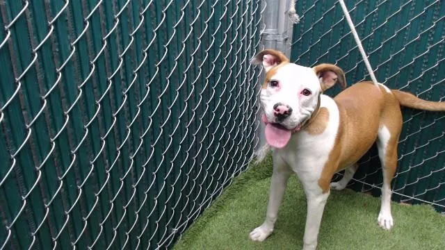 A young medium-sized female Pit Bull Terrier dog named Kira for adoption in Downey, CA