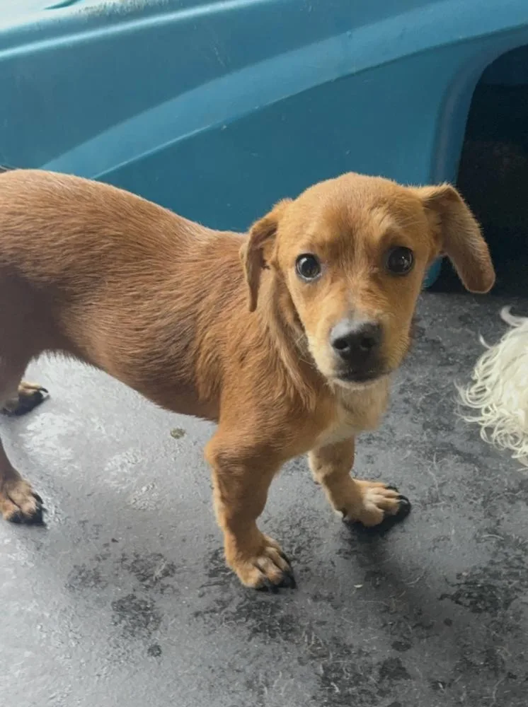 A baby small-sized male Red / Chestnut / Orange Chihuahua dog named Benjamin for adoption in Manhattan, NY