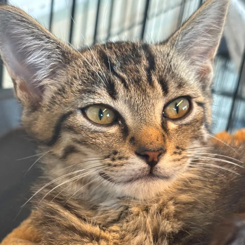 A baby small-sized male Black Domestic Short Hair cat named Kaiden for adoption in Huntington, WV