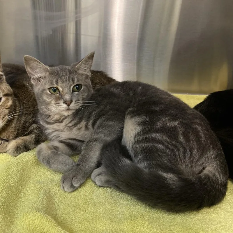 A baby small-sized female Domestic Short Hair cat named Greyhound for adoption in Washington Township, OH