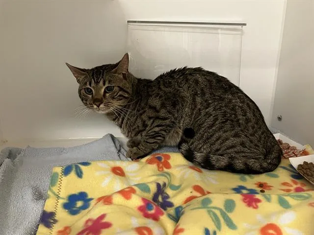 A young medium-sized male Domestic Short Hair cat named Cichlid for adoption in Kent, WA
