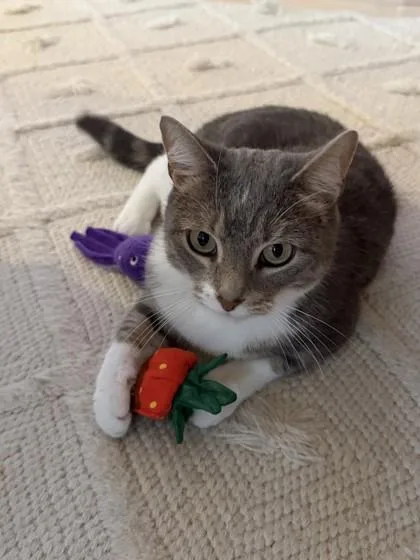 An adult medium-sized female Domestic Short Hair cat named Smokey for adoption in Madison, NJ