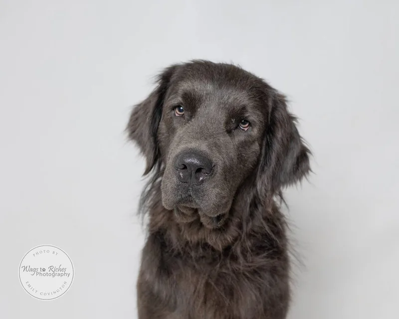 A young extra large-sized male Black Newfoundland Dog dog named Finley for adoption in Tuscaloosa, AL