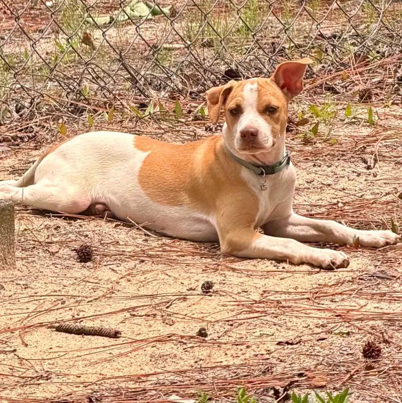 A young medium-sized female Terrier dog named Poppy for adoption in Bloomfield, CT