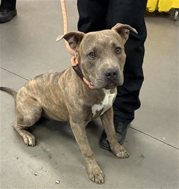 A young large-sized female Pit Bull Terrier dog named Opal for adoption in Phoenix, AZ