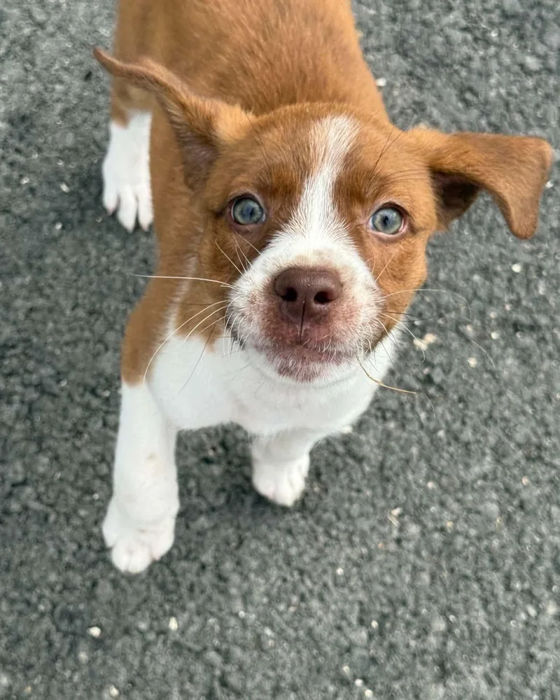 A baby medium-sized female Australian Shepherd dog named Taylor for adoption in Alexander, AR