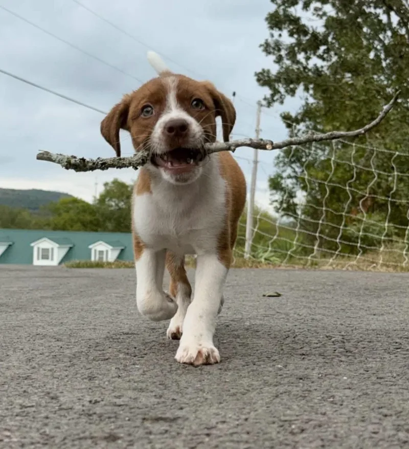 Taylor thumbnail 4