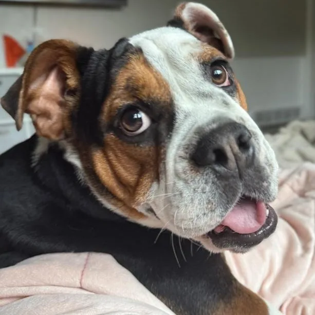 A young medium-sized female Beagle dog named Ginny for adoption in Toledo, OH