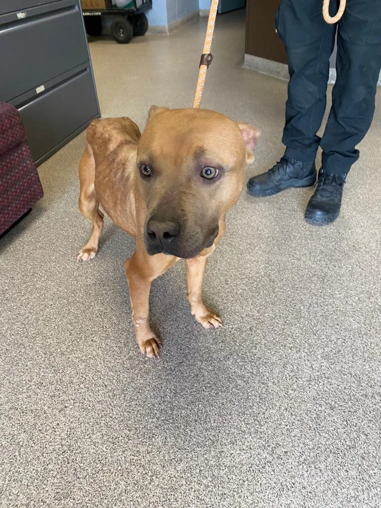 A young medium-sized female Pit Bull Terrier dog named Honey for adoption in Troy, OH