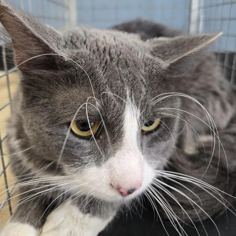 An adult medium-sized male Gray / Blue / Silver Domestic Short Hair cat named Bolt for adoption in Newark, NJ