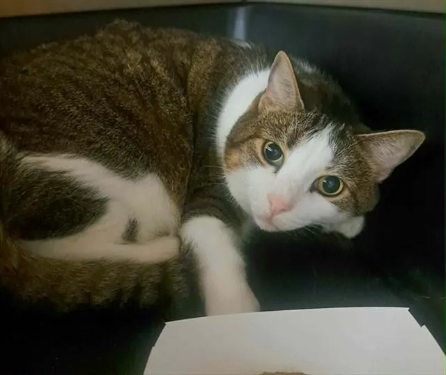 An adult small-sized male Domestic Short Hair cat named Rufus for adoption in Easton, MD