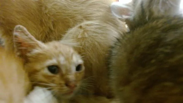 A baby small-sized female Domestic Short Hair cat named Gilly for adoption in Miami, FL