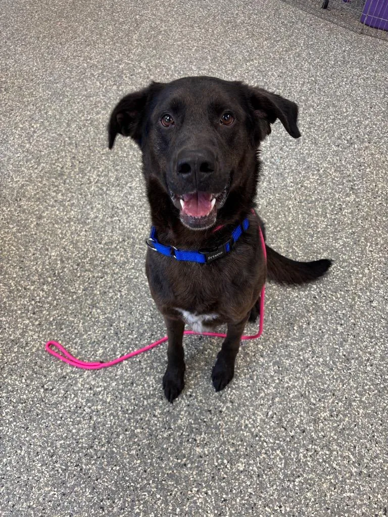 A young large-sized male Labrador Retriever dog named Hershey for adoption in Liverpool, NY