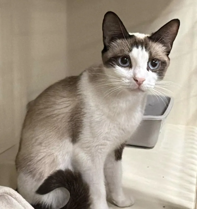 An adult medium-sized female Cream Point Snowshoe cat named Zassi for adoption in Santa Rosa, CA