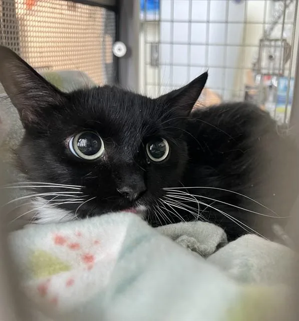 A young medium-sized female Domestic Short Hair cat named Daisy for adoption in Lancaster, CA