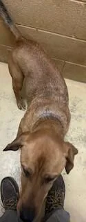 An adult medium-sized male Brown / Chocolate Hound dog named Patch for adoption in Maryville, TN