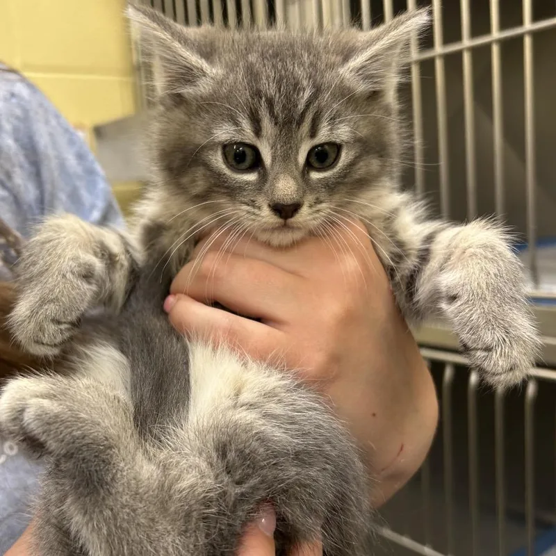 A baby small-sized female Brown / Chocolate Domestic Short Hair cat named Sunshine for adoption in Dover, NH