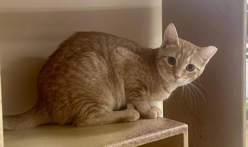 A baby medium-sized female Orange / Red Domestic Short Hair cat named Nancy for adoption in Huntley, IL