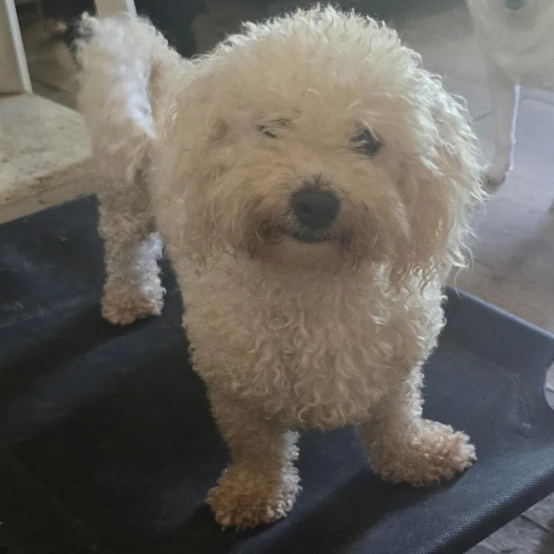 An adult small-sized female White / Cream Bichon Frise dog named Gabby for adoption in Zaleski, OH