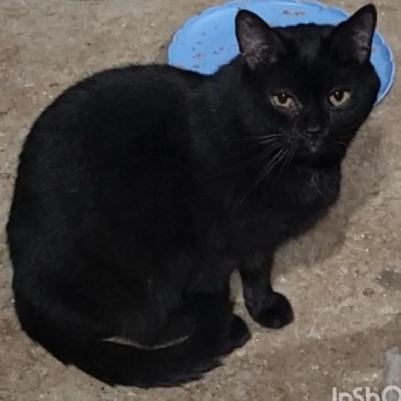 Atticus The Professional Wingman thumbnail 2