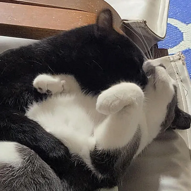 Atticus The Professional Wingman thumbnail 3