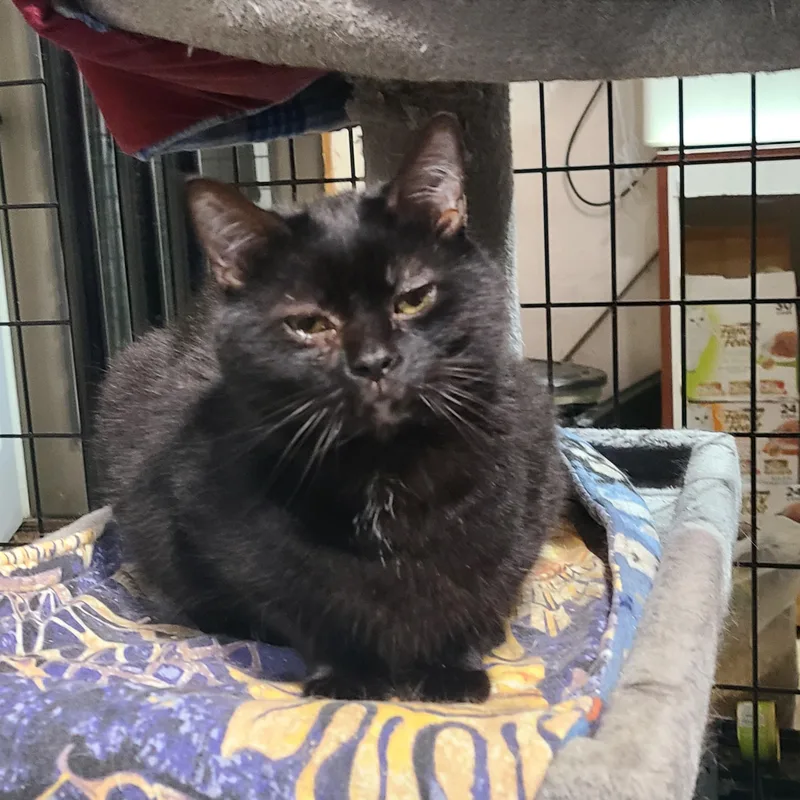 Atticus The Professional Wingman thumbnail 4