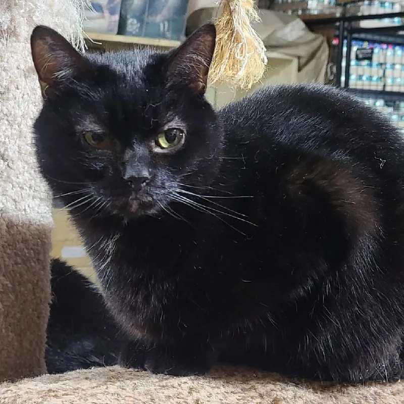 Atticus The Professional Wingman thumbnail 5