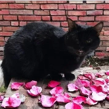 Atticus The Professional Wingman thumbnail 6