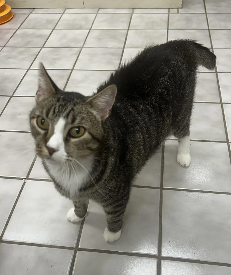 A young extra large-sized male Domestic Medium Hair cat named Mr Biscuits for adoption in North Kansas City, MO