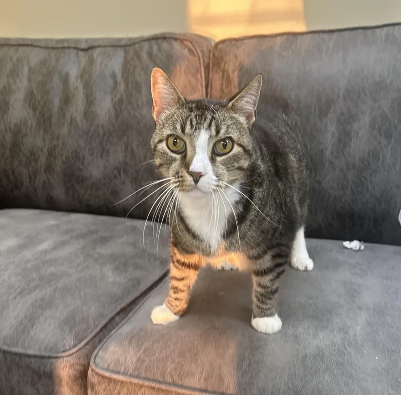 Mr Biscuits thumbnail 2