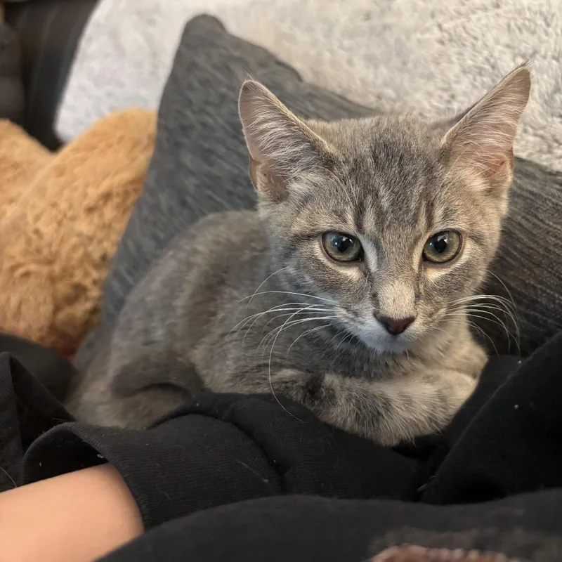 A baby small-sized male Gray / Blue / Silver Domestic Short Hair cat named Patrick for adoption in Waynesburg, PA
