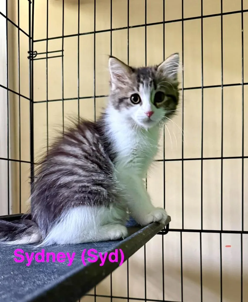 A baby medium-sized female Domestic Medium Hair cat named Sydney for adoption in Libertyville, IL