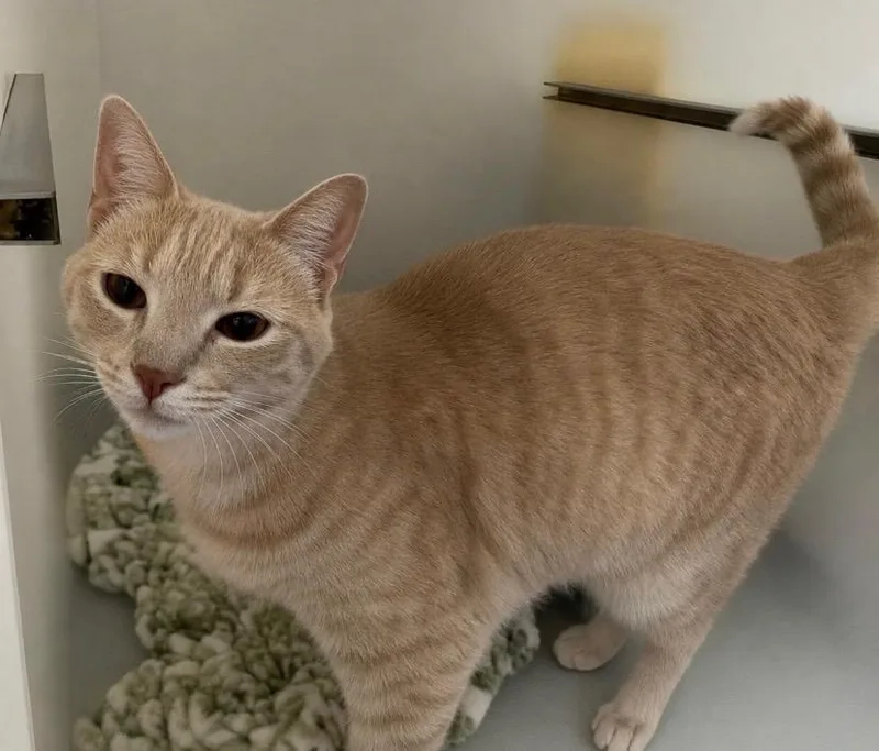 An adult small-sized female Domestic Short Hair cat named Milky Way for adoption in Columbia, TN