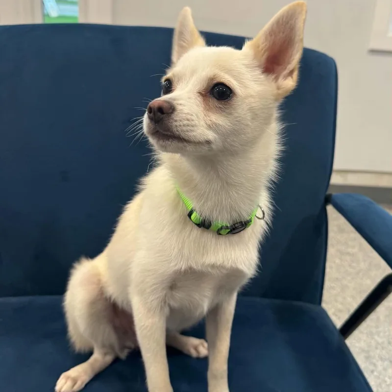 A young small-sized male Chihuahua dog named Mr Fluff for adoption in Danbury, CT