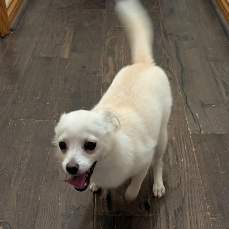 Mr Fluff thumbnail 4