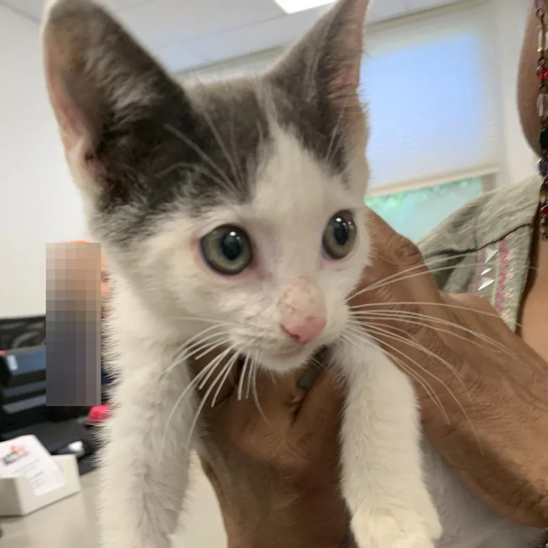 A baby small-sized male Gray / Blue / Silver Domestic Short Hair cat named Sprite for adoption in Philadelphia, PA