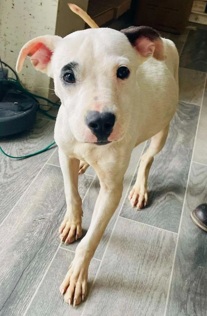 A baby medium-sized male Pit Bull Terrier dog named Chip for adoption in Nashville, GA