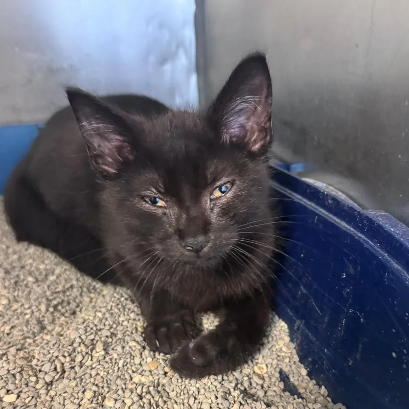 A baby small-sized male Black Domestic Short Hair cat named JiJi for adoption in South Haven, MI