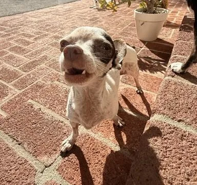 An adult small-sized female Chihuahua dog named Pancake for adoption in Santa Rosa, CA