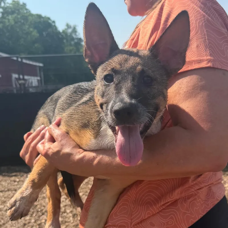 A baby small-sized female Brown / Chocolate Basenji dog named Scarlett for adoption in Wappingers Falls, NY