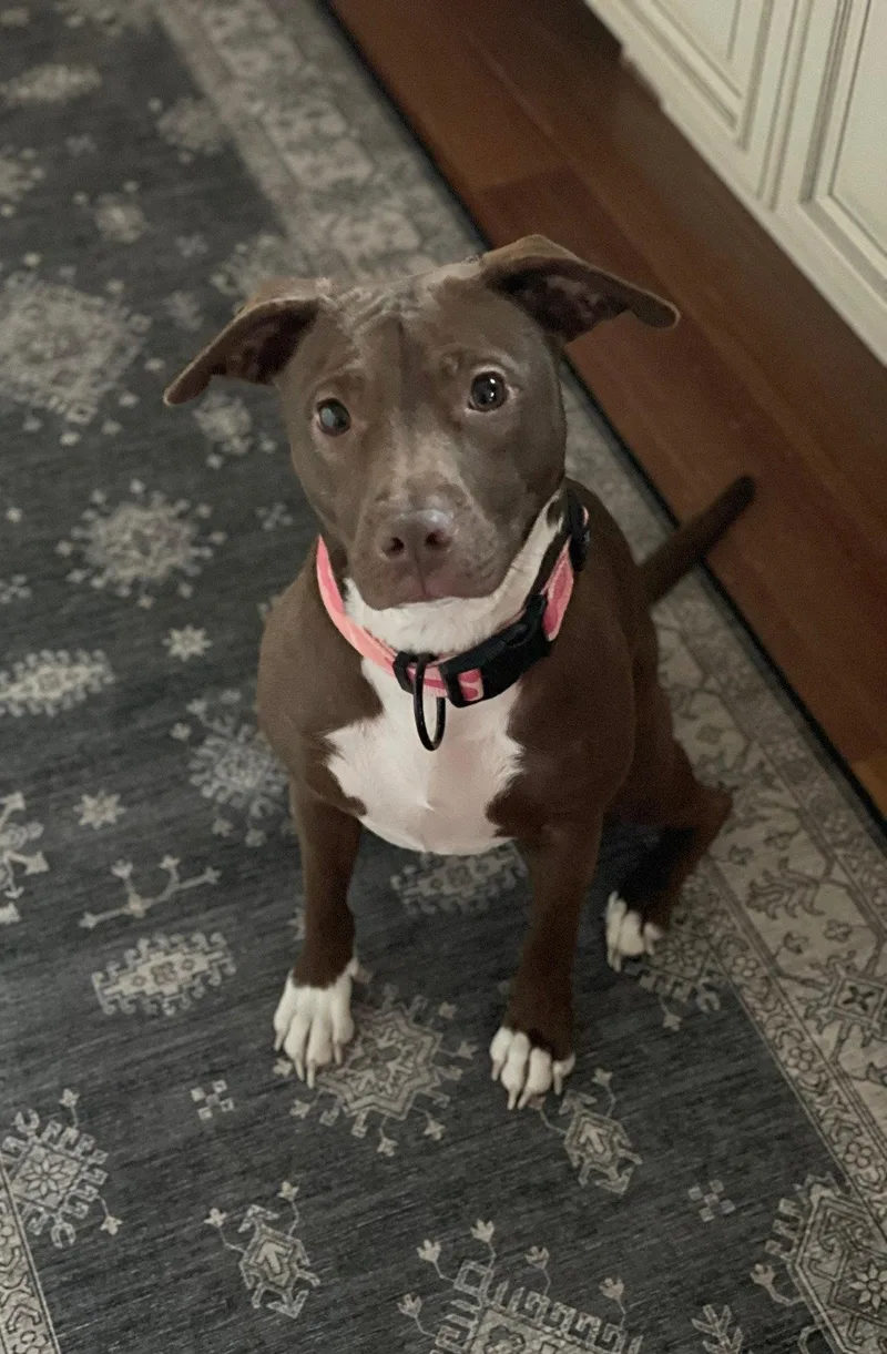A young medium-sized female Terrier dog named Reese for adoption in Doylestown, PA